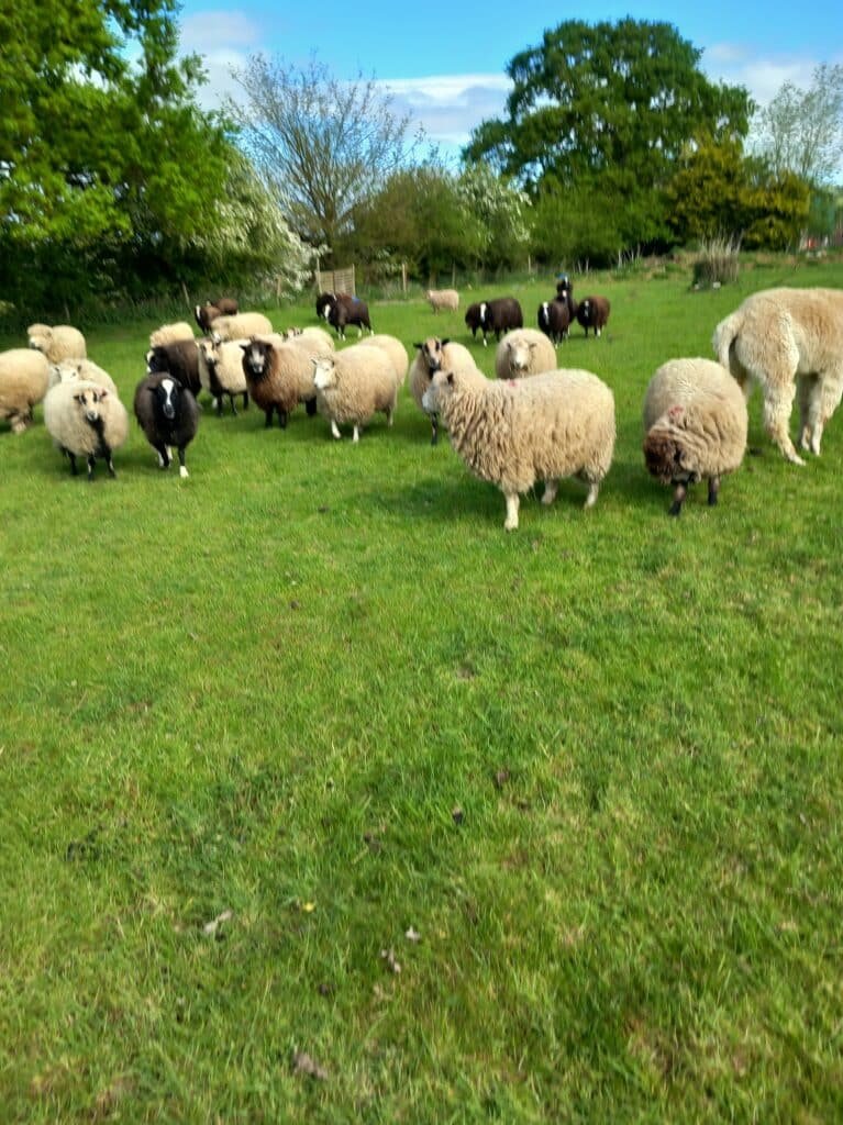 Welcome to Nethertown Farm