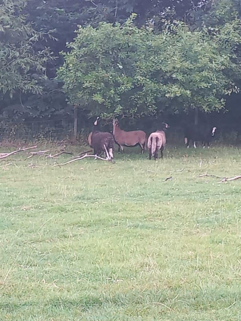 A bit of rain and the Oak Trees
