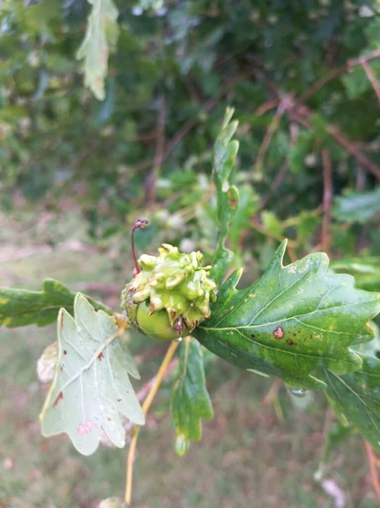 Acorn Galls