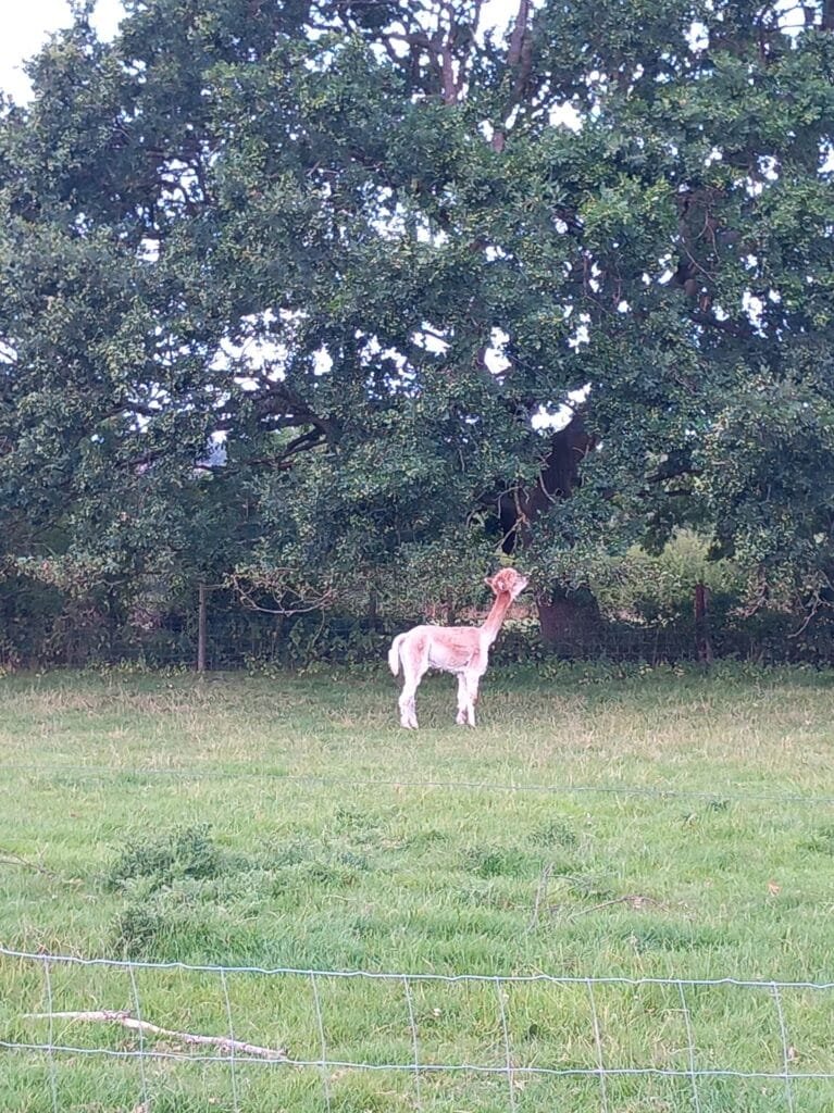Acorns are getting heavy