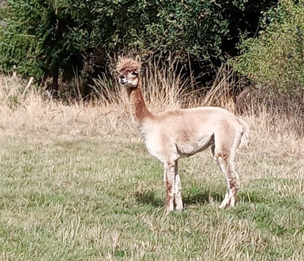 New Arrival Settling In