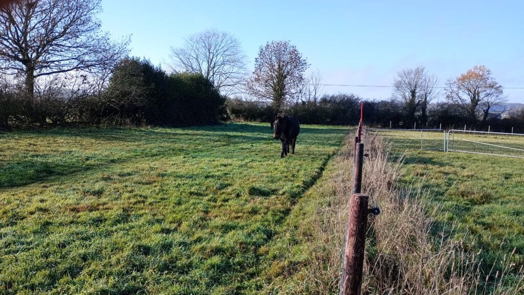 Moving the Horses on the dry field